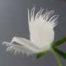 Bạch Hạc Công