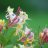 Honeysuckle