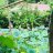 Blue Lotus