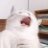 linhan190302