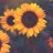 Tournesols