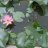 khanhnhat11012007