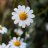 chamomile