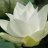 Linh225