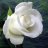Crystal Rose