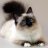 Dilys