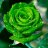 greenrose1985