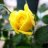 Rose11