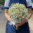 Dương Thị Tú loan