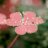pinksun